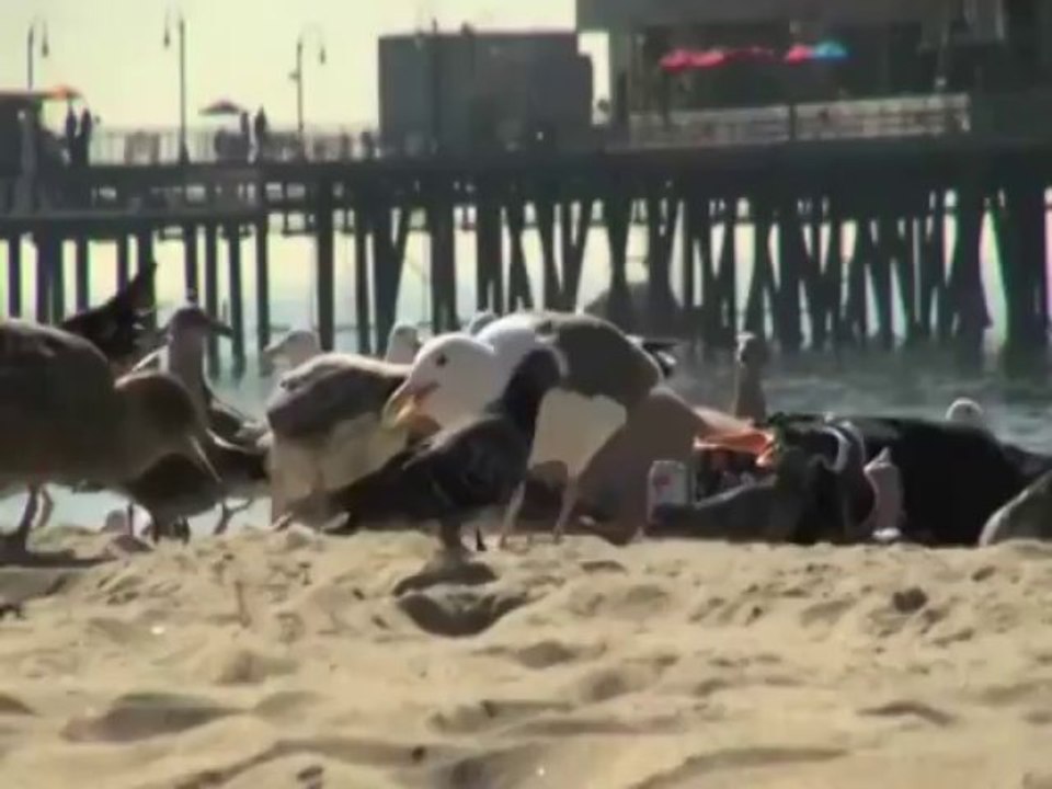 feeding the seagulls prank