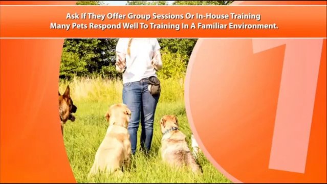 Black birch farm dog training ct boarding connecticut