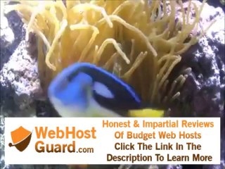 Large green bubble tip anemone hosting a tomato clownfish - 125g LED reef tank
