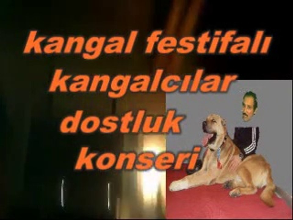 kangal festifalı..