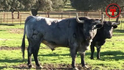 TURITOROS Turismo Taurino y Cultural