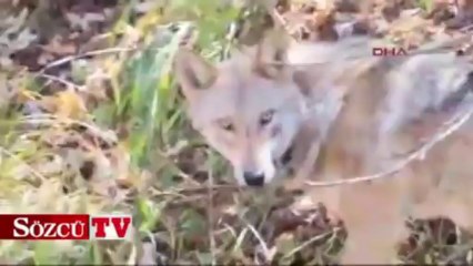 Dişi kurt 'Asena' öldürüldü