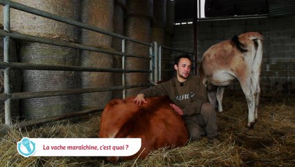 La vache maraîchine, crowdfunding vivant made in Poitou