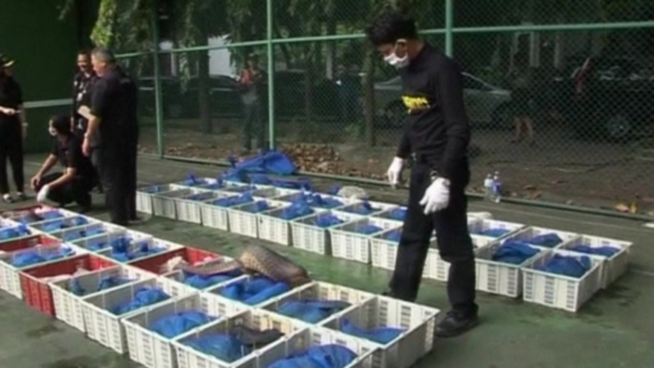 Smuggled pangolins seized in Thailand