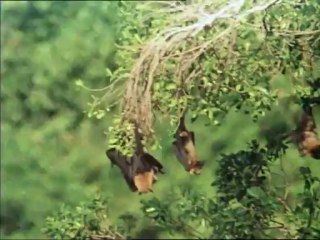 La vita sulla Terra 10 - Variazioni sul tema