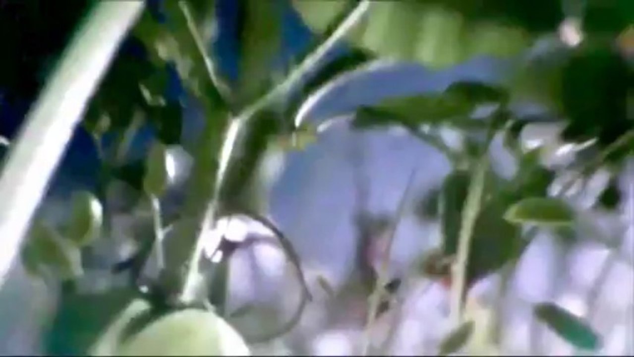 A Whiter Shade Of Pale - Instrumental version
