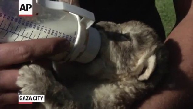 Premier repas pour ces bébés lions - Zoo de Gaza.