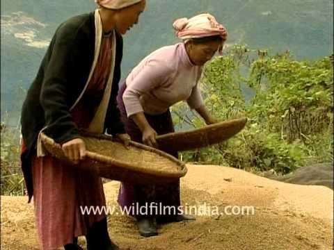 Women threshing grain in Arunachal Pradesh
