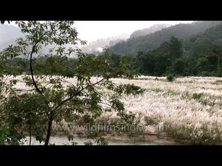 Aerial footage, views and top shots of West Bengal forests