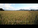 View from the middle of paddy fields: Ziro paddy fields