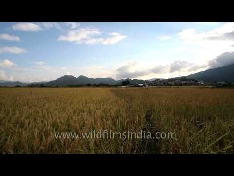 Mesmerizing sunset over the hills: In Ziro