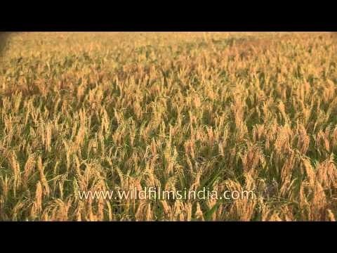 Too windy? Paddy crops in full glory in Ziro
