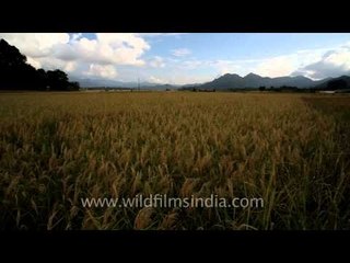 As the sun goes down: Harvesting day in Ziro
