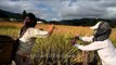 Cutting off the grains: Harvesting techniques in Ziro