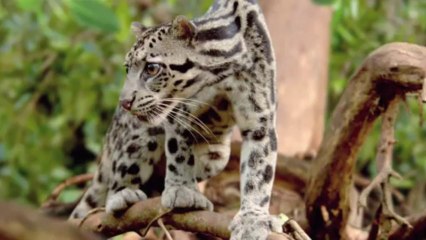 NÃO VAIS ACREDITAR MAS ESTE VIDEO FOI FEITO APENAS COM FOTOS