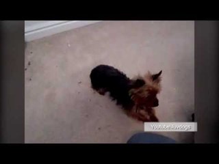 Labrador retriever saves Yorkie from being eaten by hawk