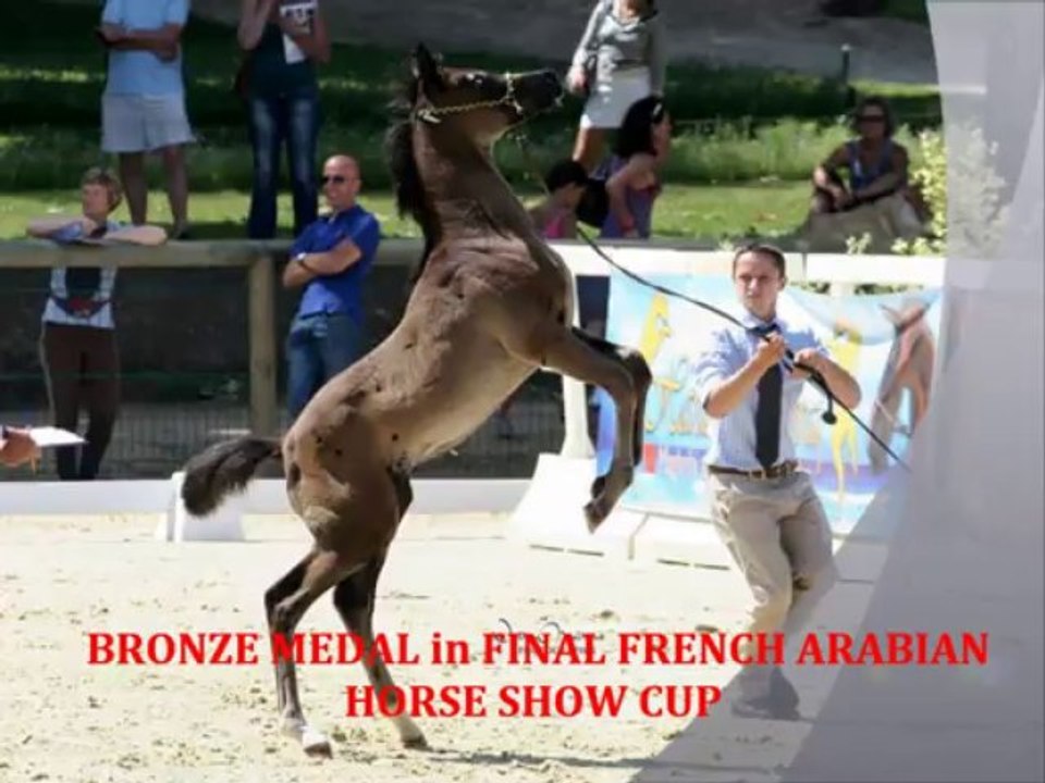 CW RIH black arabian homozygous stallion world 2014 promo