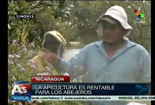 Apicultores de Nicaragua trabajan para mantener la población de abejas
