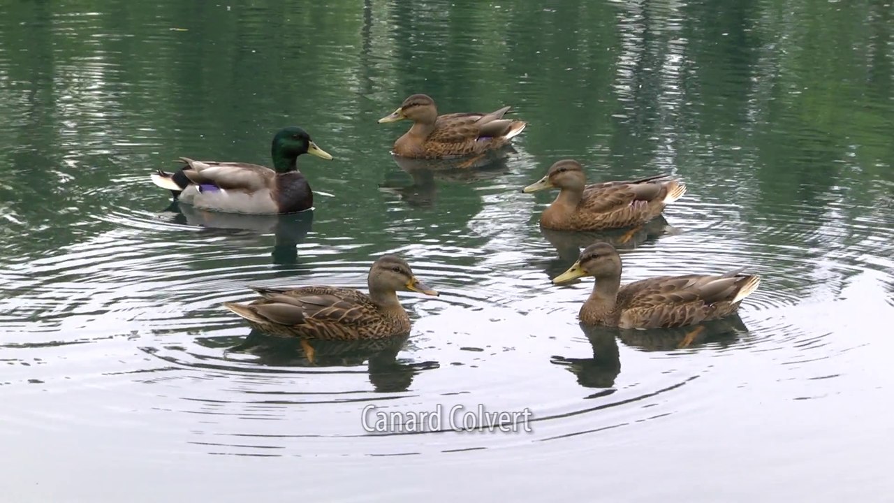 Canard Colvert.Etang du Karpfeloch.Robertsau.Visionner en HD 1080.