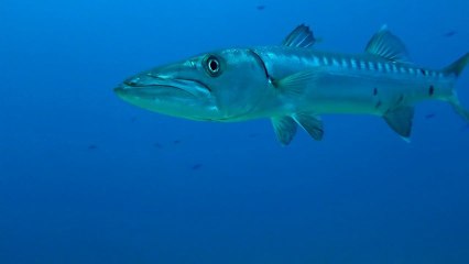 Okyanus Yırtıcıları | Ocean Predators | 2013 | TrSub | 720p