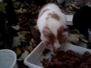 Fifille et ses Copains de la Rue. 22 Novembre 2013.