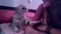 Kitten Demands A Kiss  For More Videos Visit Our Site www.ooybazaajaa.com