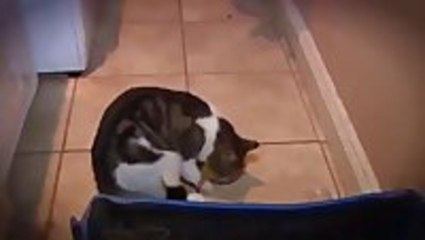 Momma Cat Abducts Duck, duck disagrees