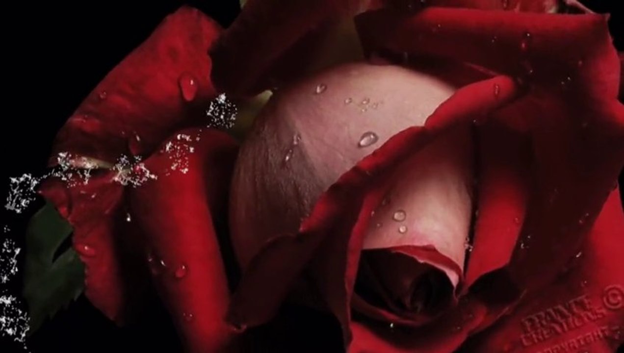 Czerwone róże  ❤  Mister Dex