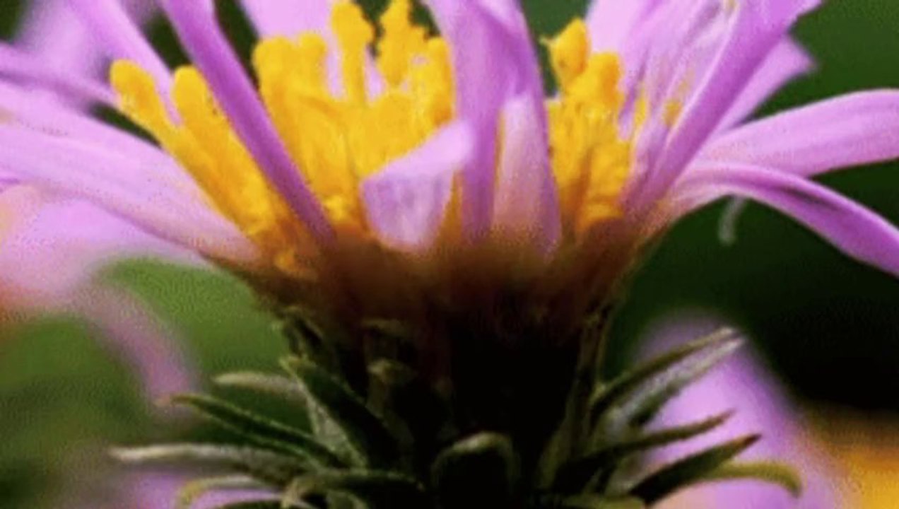 Santa Lucia இڿڰۣ•´¨`•.,¸ ★★