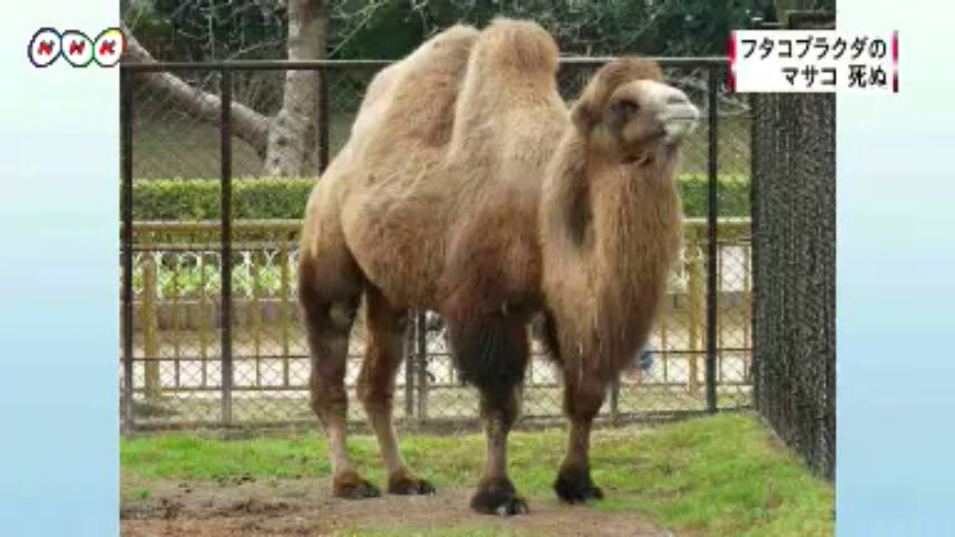 熊本市動植物園のラクダが死ぬ 熊本 動画 Dailymotion