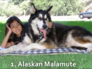 Top 10 Largest Dog Breeds