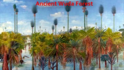 Top 10 Strange and Unique Forests