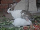 Pet Rabbits - ペット兎