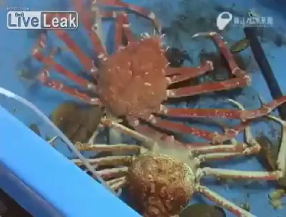 Crab CLIMBS OUT OF HIS OLD SHELL - LiveLeakdot_com