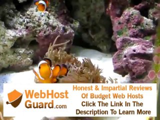 Clownfish hosting a Duncan Coral