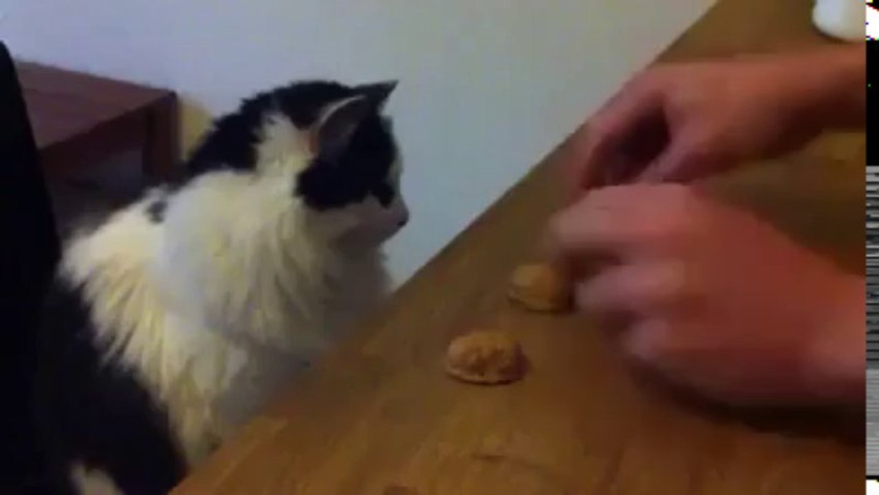 Cat playing the shell game