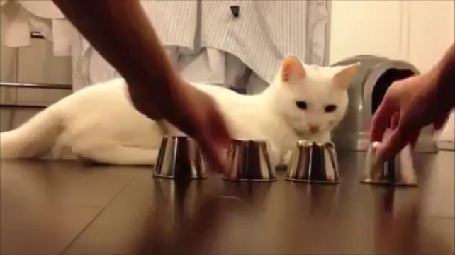 Amazing Cat ... Must watch _) _ Watch Facebook Videos - Download - Share