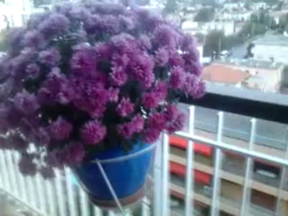 Vidéo0043
