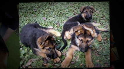 Dog Adoption San Antonio