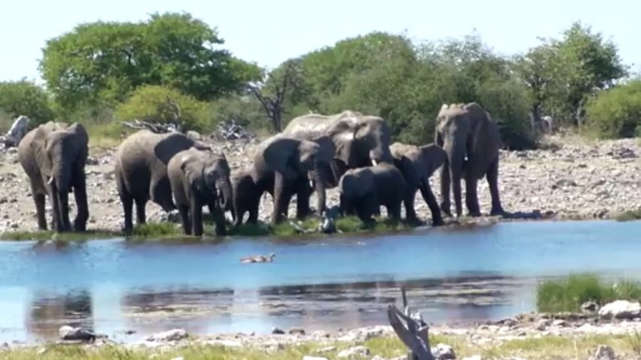 Namibie etape 10 - Etosha
