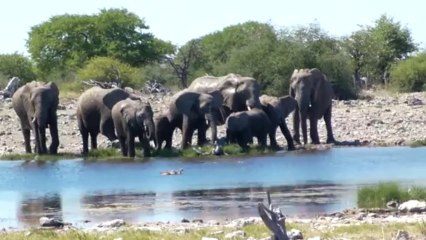 Namibie etape 10 - Etosha