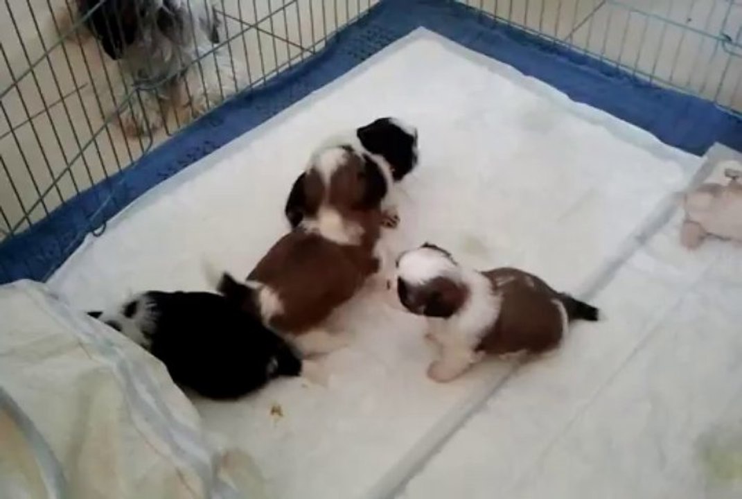 Jeux bébés shih-tzu des semeurs de rêves 1 mois