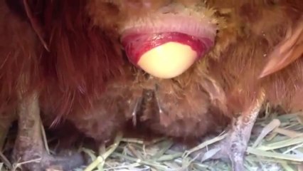 Jà viste como uma galinha põe um ovo