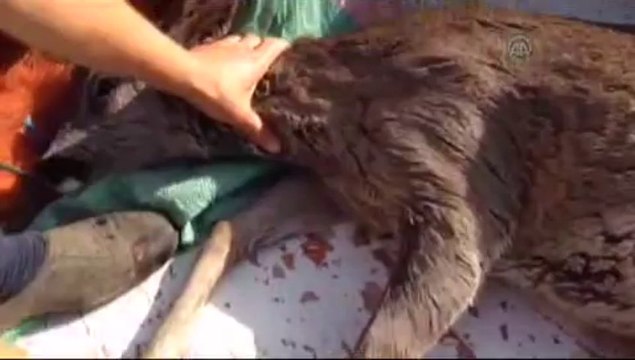 Karacayı balıkçılar kurtardı