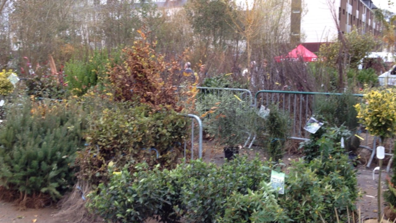 La Foire aux arbres, comme si vous y étiez...