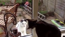 Cat VS Cat - Fight Through Glass - ANIMAL Compilation