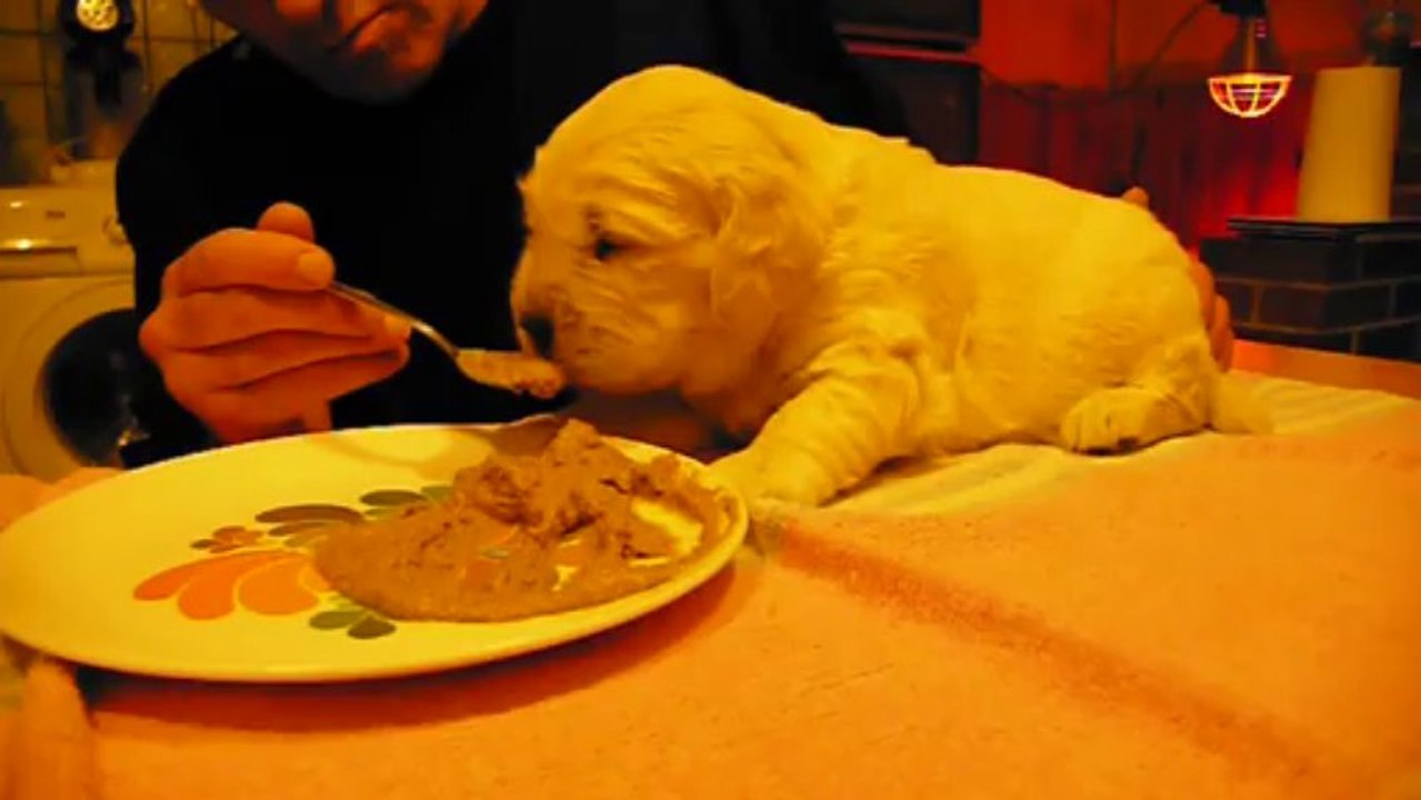 1er repas mâle bleu