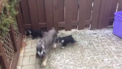 Première sortie extérieure (schnauzer nain de 6,5 semaines)