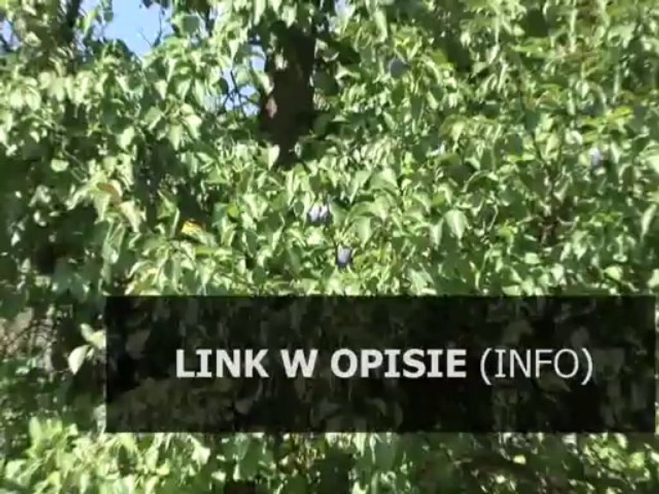 trainer rome total war barbarian invasion 1.6