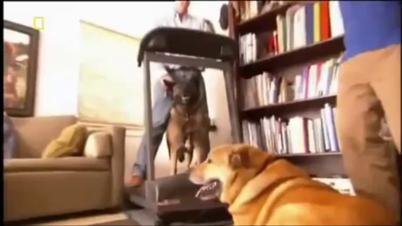 Cesar Millan S01 Ep14-1 D